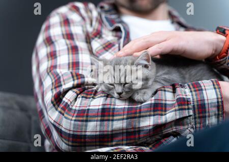 Schottisches geradohrig graues Kätzchen schläft in den Armen des Besitzers des Hauses. Reinblütige niedliche kleine britische Katze schläft in den Händen des jungen Mannes ein. Mann und Stockfoto