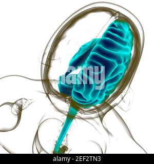 Menschliche Gehirn Anatomie für medizinisches Konzept 3D Illustration Stockfoto
