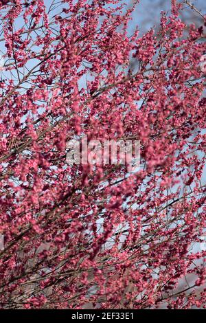 Taschkent. Februar 2021, 16th. Das Foto vom 16. Februar 2021 zeigt die Frühlingslandschaft in Taschkent, Usbekistan. Quelle: Cai Guodong/Xinhua/Alamy Live News Stockfoto