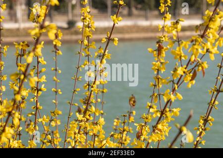 Taschkent. Februar 2021, 16th. Das Foto vom 16. Februar 2021 zeigt die Frühlingslandschaft in Taschkent, Usbekistan. Quelle: Cai Guodong/Xinhua/Alamy Live News Stockfoto