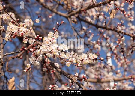 Taschkent. Februar 2021, 16th. Das Foto vom 16. Februar 2021 zeigt die Frühlingslandschaft in Taschkent, Usbekistan. Quelle: Cai Guodong/Xinhua/Alamy Live News Stockfoto