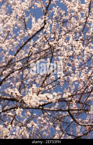 Taschkent. Februar 2021, 16th. Das Foto vom 16. Februar 2021 zeigt die Frühlingslandschaft in Taschkent, Usbekistan. Quelle: Cai Guodong/Xinhua/Alamy Live News Stockfoto