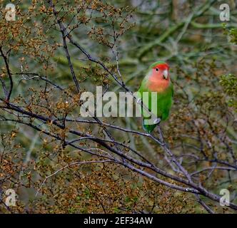 Afrikanische Pfirsichgesichtige Lovebird auf Baum Zweig thront Stockfoto