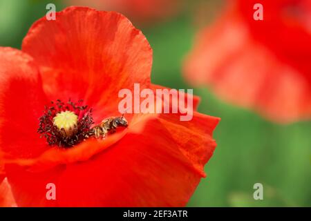 Sommer scharlachrote Mohnblumen aus der Nähe. Papaver Rhoeas in Wiese aus nächster Nähe. Mohnmakro am Gedenktag. Roter Mais alias Flandern.. Stockfoto