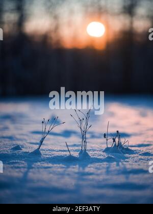 Pflanze mit Sonnenaufgang im Winter Stockfoto