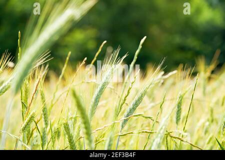 Frisches junges Weizenohr auf verschwommenem Waldhintergrund. Grüner Emmer Weizen Triticum dicoccum Spitze. Stockfoto