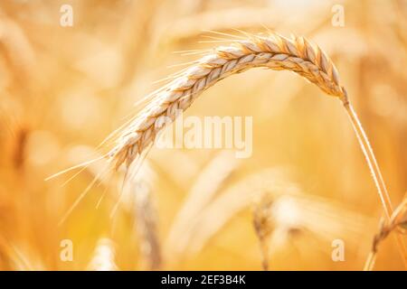 Goldene reife Ähren von Weizen aus nächster Nähe. Reifende Weizenspikelets in ländlicher Wiese aus der Nähe. Stockfoto