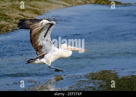 Taking Off, Pelican Style Stockfoto