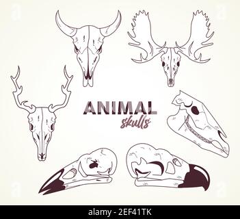 Bündel von sechs Schädel Tiere Köpfe Symbole Vektor Illustration Design Stock Vektor