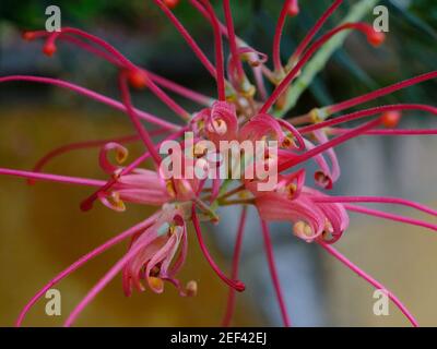 Grevillea Bon Accord Stockfoto