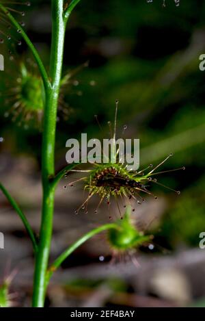 Suppertime für einen Sonnentau - ein fliegendes Insekt ist auf dem klebrigen Blatt dieses Ohrsundaws (Drosera Auriculata) - auch als großer Sonnentau bekannt, festgeklebt. Stockfoto