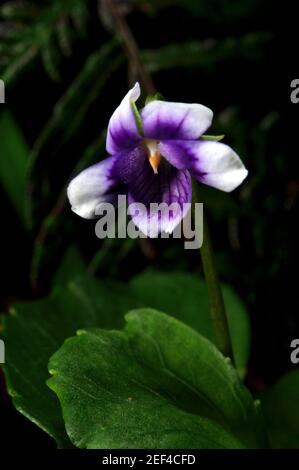 Ivy Leaved Violets (Viola hederacea) sind schwer zu fotografieren, weil sie nur etwa 5 cm groß werden, was bedeutet, flach auf dem Boden zu liegen! Stockfoto