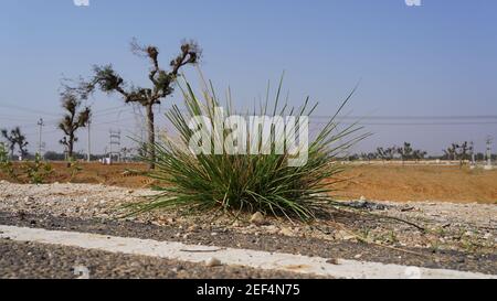 Saccharum Spontaneum oder Kash Phool, wächst im Herbst auf dem indischen Subkontinent. Tropische Pflanze aus der Nähe. Stockfoto