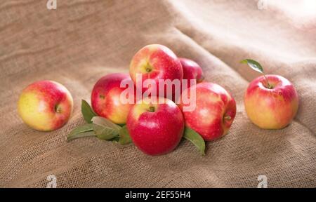 Äpfel liegen auf dem Stofftuch. Herbstfrucht Ernte auf einem texturellen beigen Hintergrund. Köstliche saftige gesunde Früchte. Stockfoto