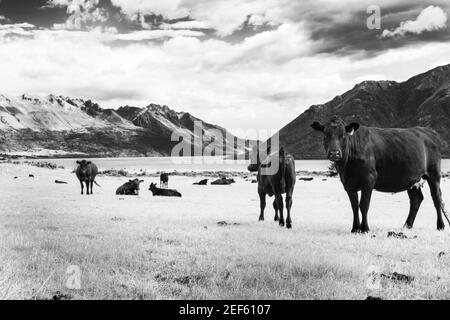 Schwarze Kuh und Herde in Schwarzweiß im Fahrerlager am Wakatipu-See, umgeben von malerischen Bergen in Otago Neuseeland. Stockfoto