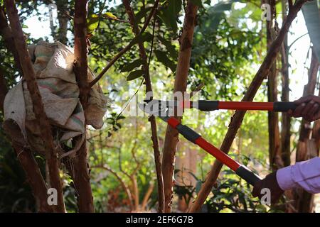 Ein indischer älterer Landwirt schneidet die unerwünschten Zweige der Guava im Garten mit Hilfe des Bogens, indien-Asien. Konzept für moderne Gartenarbeit, farmi Stockfoto