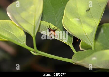 Im Sommer, eine Biene auf der Suche nach Honig aus grünen neuen Blättern, indien-Asien. Imkerei, Lebenszyklus der Bienen, Förderung der Imkerei und Rolle der Bienen in Stockfoto