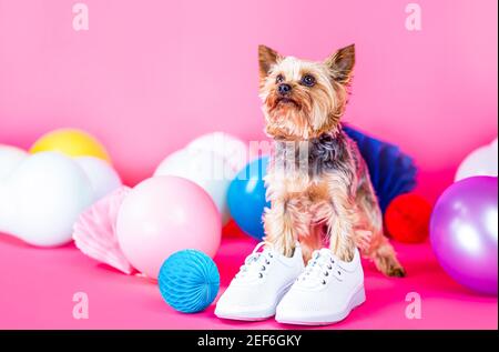 Yorkshire Terrier in Schuh. Netter Hund trägt Kleidung und Schuhe. Entzückender Welpe. Hundeschuhe Stockfoto