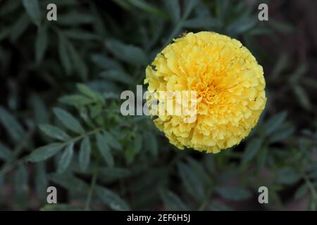Gelbe Ringelblumen blühen im Frühling, indien-Asien. Stockfoto