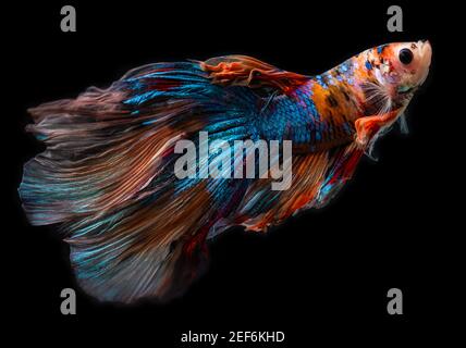 Halbmond Riese betta Siam Kampf Fisch Bewegung mit schwarzem Hintergrund. Stockfoto