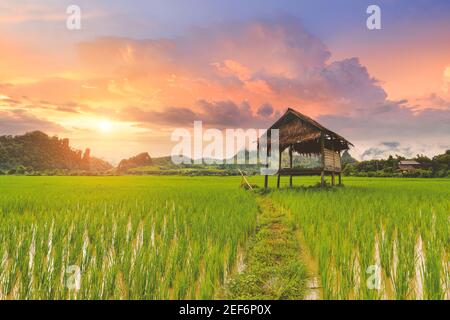 Reisfelder mit warmen Sonnenaufgangsbeleuchtungen in Himmelsfarben. Stockfoto