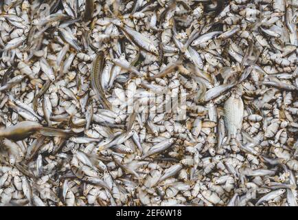 Viele kleine Flussfische auf dem Fischereimarkt. Stockfoto