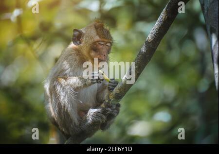 Asiatische Makaken Affen entspannen auf dem Zweig im Wald. Stockfoto