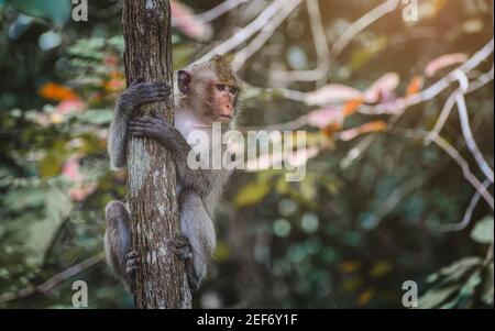 Asiatische Makaken Affen hankend und Blick auf den Zweig im Wald. Stockfoto