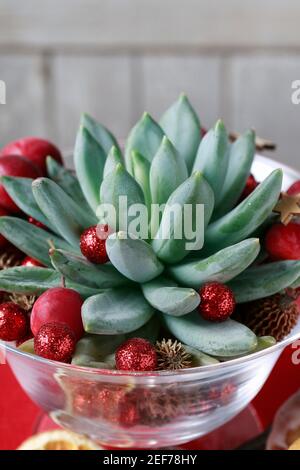 Weihnachtsdekoration mit echeveria Pflanze und bunten Kugeln. Festliche Zeit Stockfoto