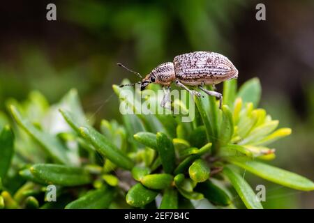 Ein Kweevil, der auf Blättern im Royal National Park läuft Stockfoto