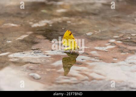 Ein wunderschöner, wolkenloser Schwefel-Schmetterling spiegelte sich im Wasser wider Stockfoto