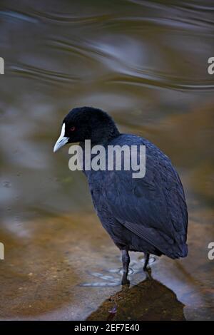 Ein eurasischer Russ auf dem Lake Wendouree, Ballarat Victoria Australien.. Stockfoto