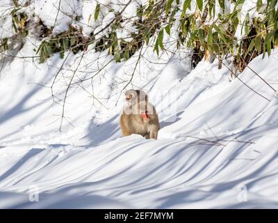 Japanischer Makak im Skigebiet Shiga Kogen, Präfektur Nagano, Japan Stockfoto