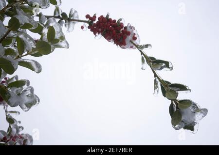 Gefrorene Blätter nach Schnee und Glatteisregen im Winter. Stockfoto