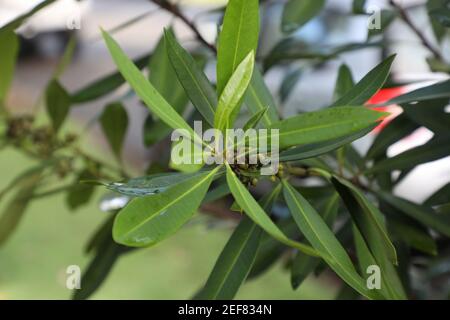 Der Waldbaum Tristaniopsis laurina, allgemein bekannt als Kanooka oder Wassergum, gehört zur Familie der Myrtaceae und ist mit den Eukalypten verwandt. P Stockfoto