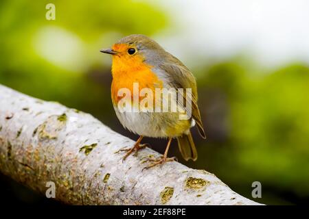 Europäischer Rotkehlchen (Erithacus rubecula), der auf dem Ast steht. Lange Erlen Park, Kanton Basel, Schweiz. Stockfoto