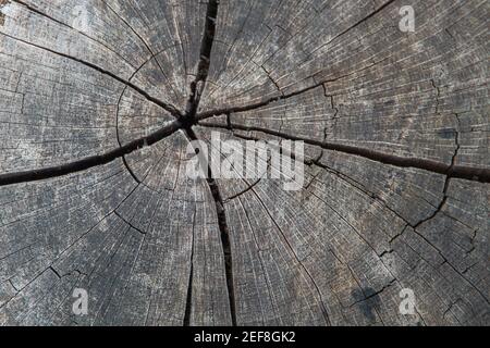 Querschnitt eines alten Stumpens. Draufsicht, Nahaufnahme. Hintergrundbild Stockfoto