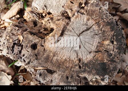 Ein alter Baumstumpf mit Rissen und Insektenlöchern im Herbstlaub. Draufsicht. Hintergrundbild Stockfoto