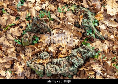 Ein alter fauler Stumpf im Moos zwischen Herbstblättern und Gras. Draufsicht Stockfoto