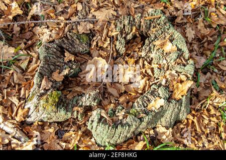 Ein alter fauler Stumpf im Moos und ein Loch in der Mitte, im Herbstwald. Draufsicht Stockfoto