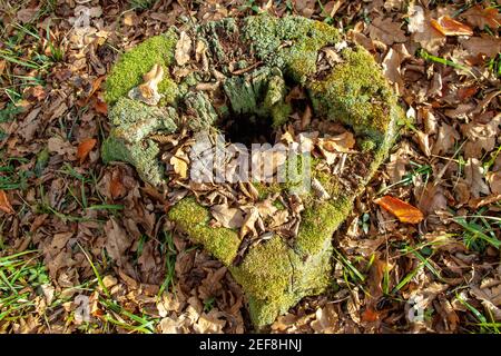 Ein alter fauler Stumpf mit einem Loch in der Mitte im Moos, zwischen den Herbstblättern und Gras. Draufsicht Stockfoto