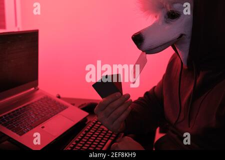 Pudel maskierten Hacker halten Kreditkarten vor einem Computer für die Organisation von massiven Datenmissbrauch Angriff auf der ganzen Welt. Cyber-kriminelle Konzept. Stockfoto