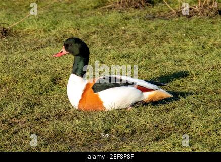 Shelduck (Tadorna tadorna) auf Gras sitzend, Kinneil Nature Reserve, Bo'Ness, West Lothian, Schottland. Stockfoto