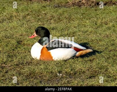 Shelduck (Tadorna tadorna) auf Gras sitzend, Kinneil Nature Reserve, Bo'Ness, West Lothian, Schottland. Stockfoto