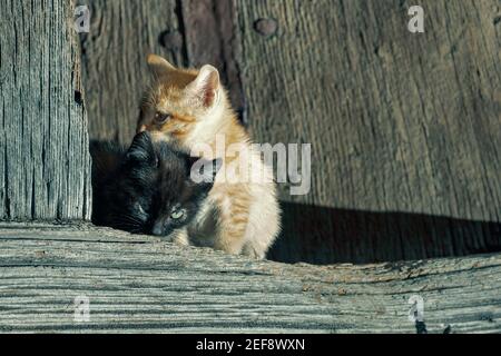 Katzen in einer Stadt in der gemeinde aller in Asturien, Spanien. Auf dem Foto sind zwei Katzen, eine orange und weiß und die andere schwarz. Die Katzen sind onl Stockfoto