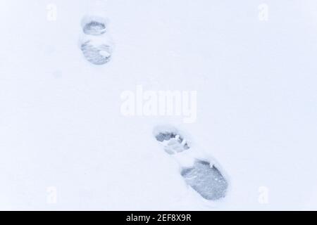 Fußabdrücke auf Schnee am Wintertag Stockfoto