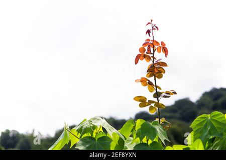 Der junge Ast auf dem alten Ast. Dies ist ein besonderer Moment der Natur. Stockfoto