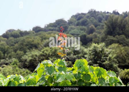 Der junge Ast auf dem alten Ast. Dies ist ein besonderer Moment der Natur. Stockfoto