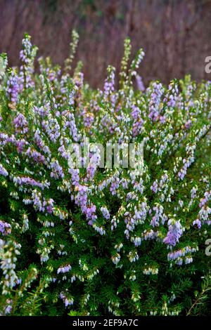 Lila Winterheide 'Erica x darleyensis' im Garten. Winterblühender Strauch. Stockfoto