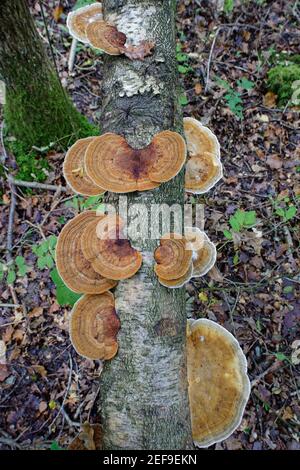 Röhrende Halterpilze (Daedaleopsis confragosa), die auf einer gefallenen Silberbirke (Betula pendula) im Laubwald wachsen, GWT Lower Woods Reservierung Stockfoto